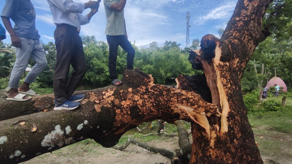 ভেঙে পড়ল সেই ‘জীবন্ত’ গাছ