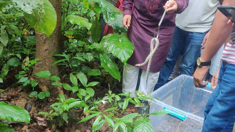 চট্টগ্রাম চিড়িয়াখানার ৩৩ অজগর ছানা অবমুক্ত