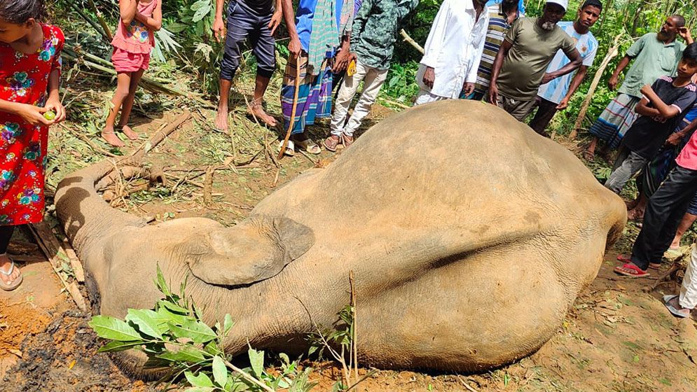 নালিতাবাড়ী সীমান্ত থেকে বন্য হাতির মরদেহ উদ্ধার