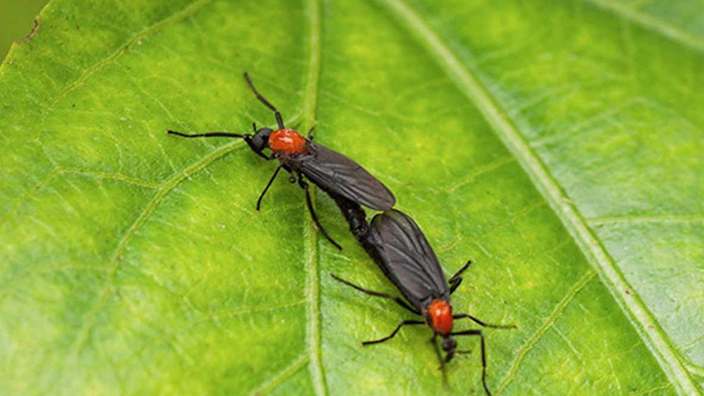 প্রেম পোকায় নাজেহাল দক্ষিণ কোরিয়া