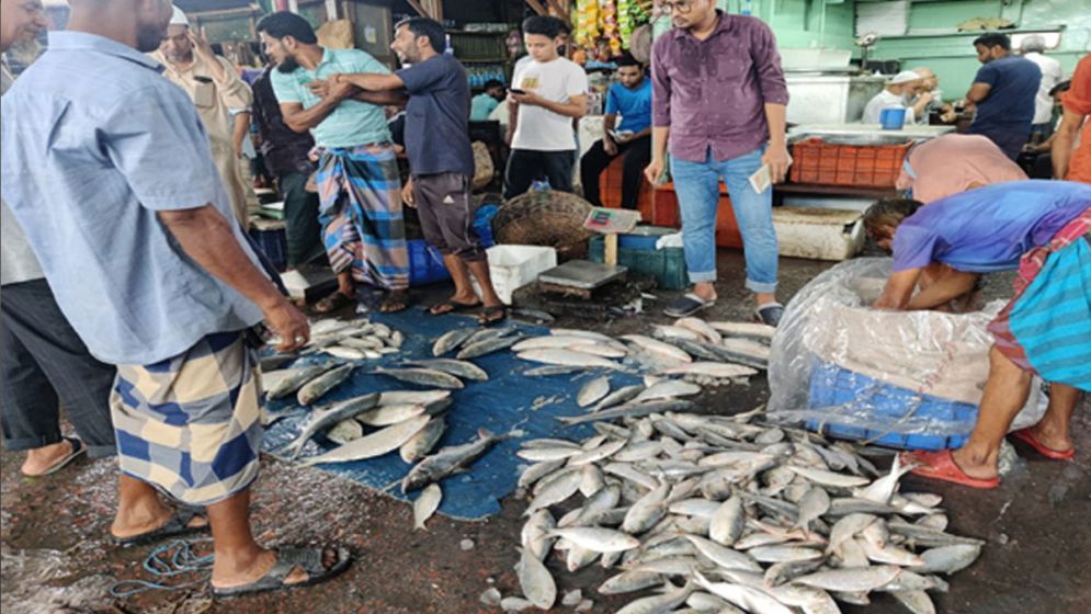 বরিশালে কাঙ্ক্ষিত ইলিশ মিলছে না!