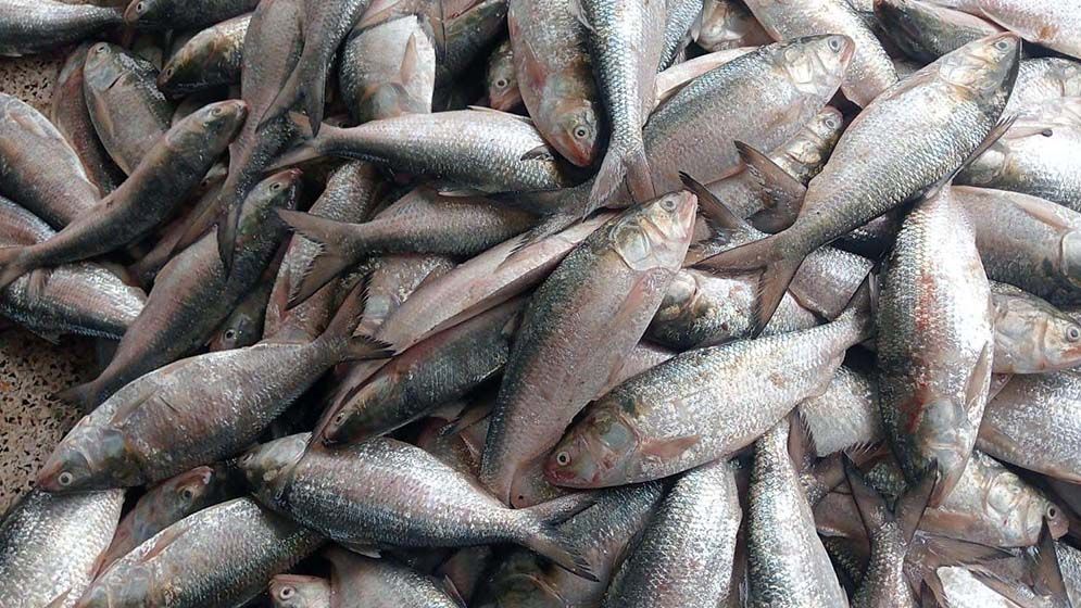 কুয়াকাটায় এক ট্রিপেই ৬৫ মন ইলিশ, বিক্রি ৪০ লাখ টাকা