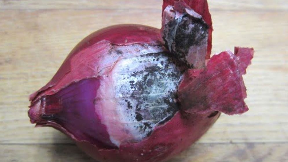 পেঁয়াজের খোসায় কালো ছোপ, ক্ষতির কারণ কি?