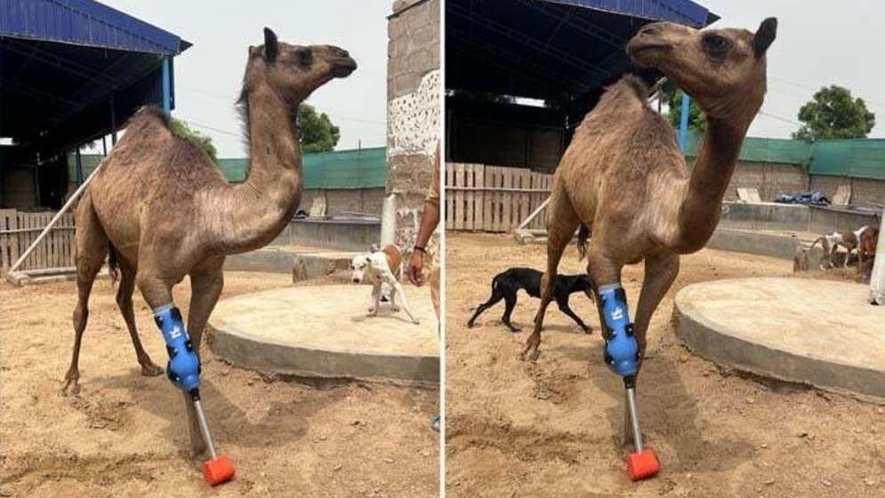 পাকিস্তানে কৃত্রিম পায়ে আবার হাঁটলো আহত উট ‘ক্যামি’