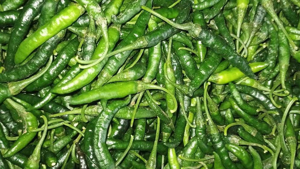 মধুখালীতে যেভাবে বেড়েছে সেভাবেই কমেছে কাঁচামরিচের দাম