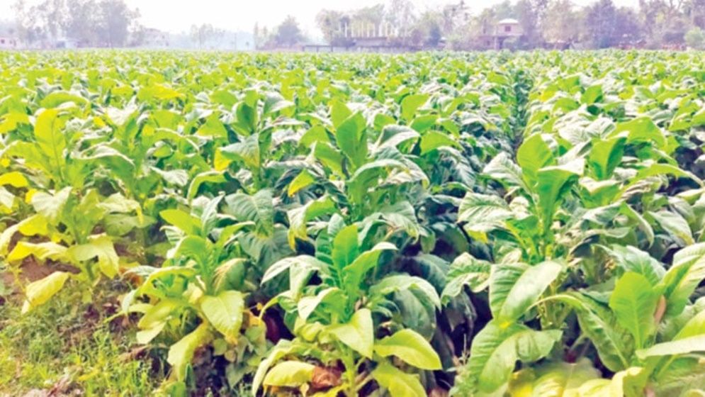 আন্তর্জাতিক চুক্তি লঙ্ঘন করছে উপদেষ্টা কমিটি