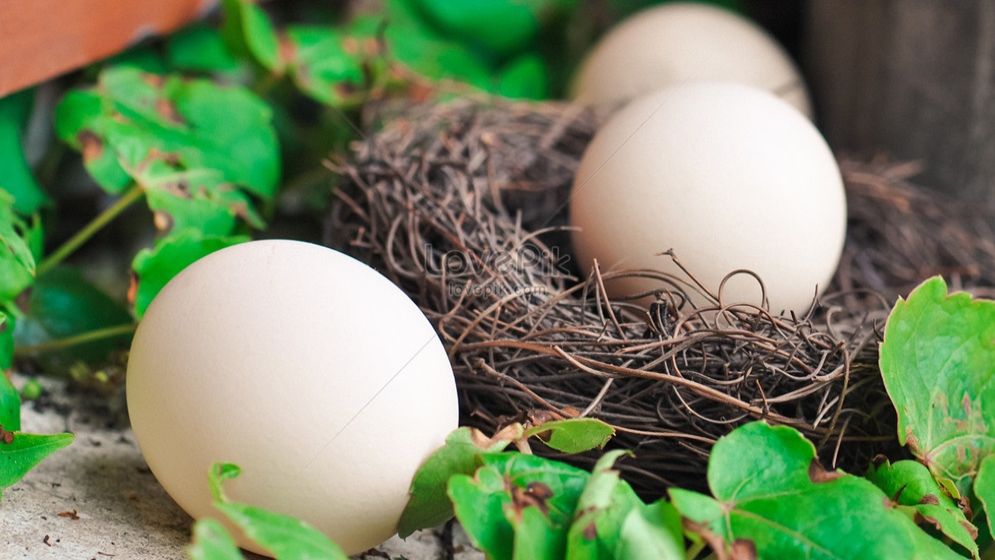 দিনে খান তিন ডিম