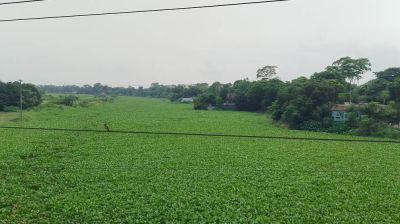 কচুরিপানার দখলে তিতাস নদী