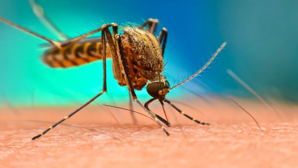 বিশ্বজুড়ে চিকুনগুনিয়ার প্রকোপ বৃদ্ধি, জরুরি পদক্ষেপের আহ্বান ডব্লিউএইচওর