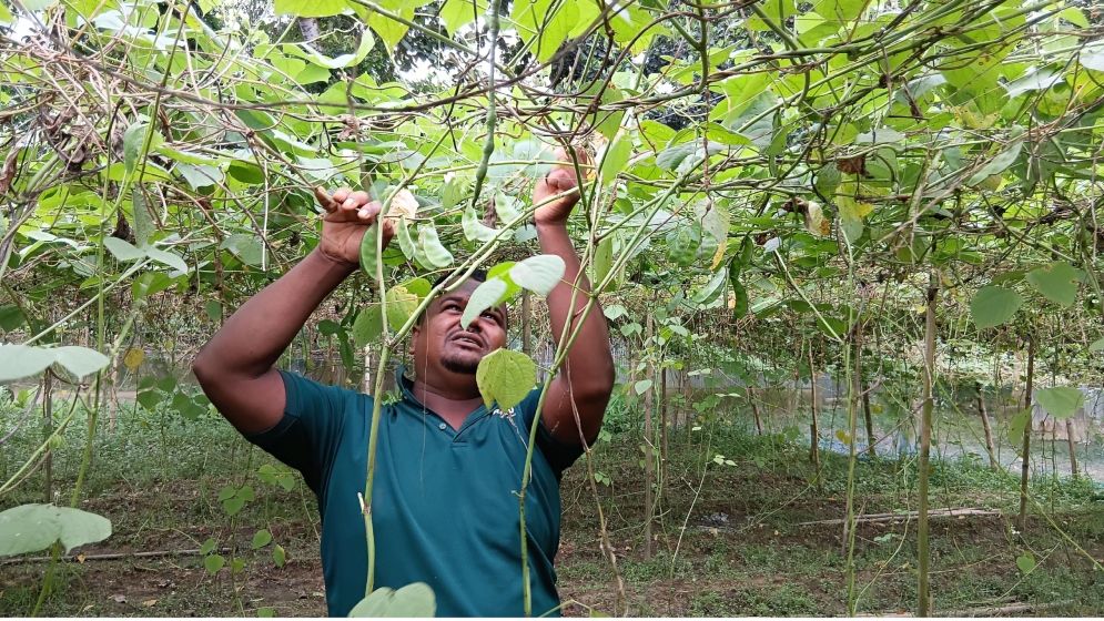 গারো পাহাড়ে আগাম শিম চাষে কৃষকের মুখে হাসি