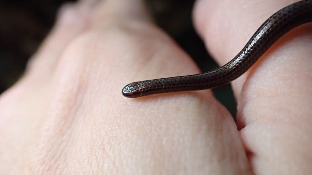 ২০ বছর পর দেখা মিলল বিশ্বের সবচেয়ে ছোট সাপের