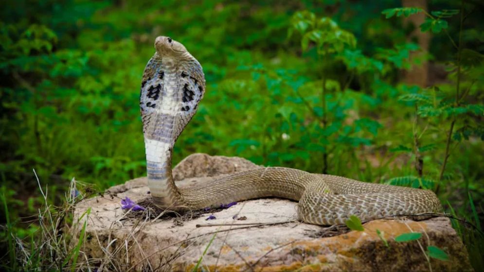 দুই বছরের শিশুর কামড়ে কোবরা সাপের মৃত্যু