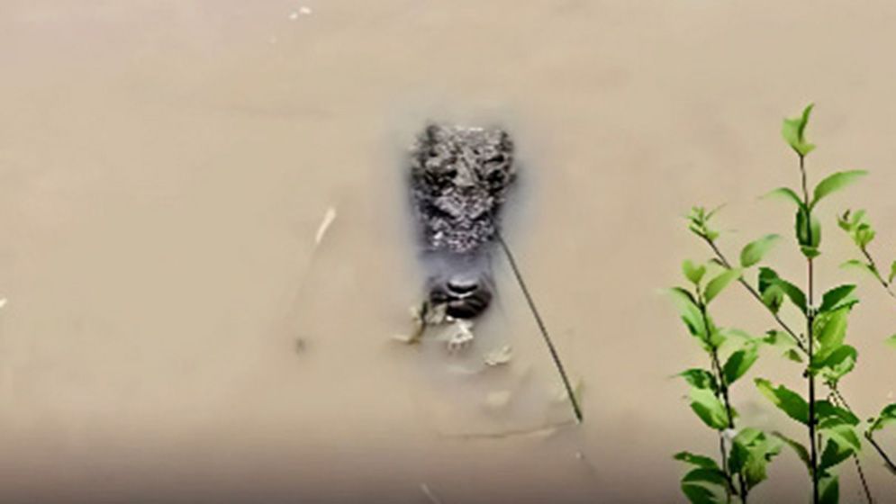 পদ্মায় কুমির, আতঙ্কে জেলেরা