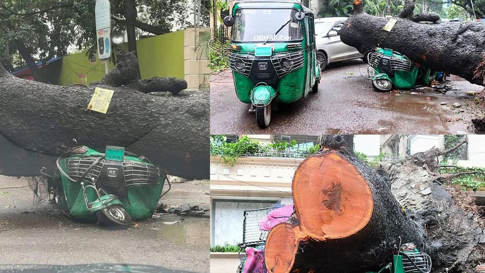ধানমন্ডিতে গাছ পড়ে ৩ গাড়ি দুমড়েমুচড়ে গেছে