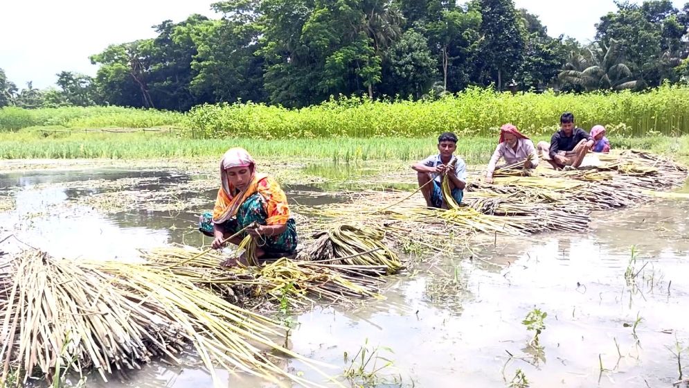 কৃষি অফিসের সহায়তা না পাওয়ায় ফরিদগঞ্জে পাট চাষে কৃষকের অনাগ্রহ