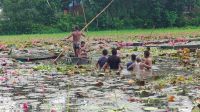 শাপলা বিলে নৌকা ডুবে প্রাণ গেল দুই বন্ধুর