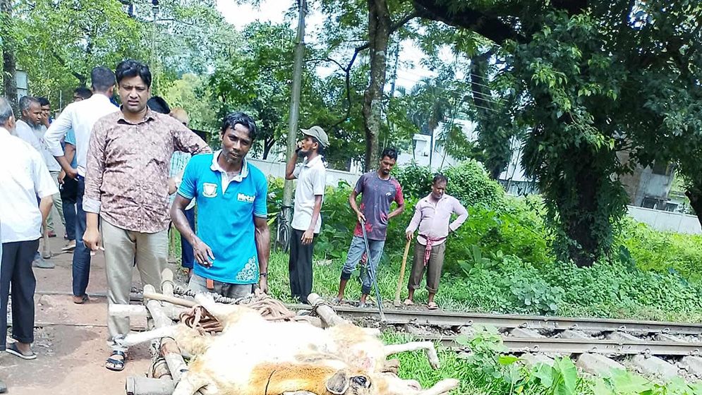 বাকৃবিতে ট্রেনে কাটা পড়ল গবেষণার ২২ ভেড়া