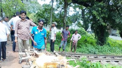 বাকৃবিতে ট্রেনে কাটা পড়ল গবেষণার ২২ ভেড়া