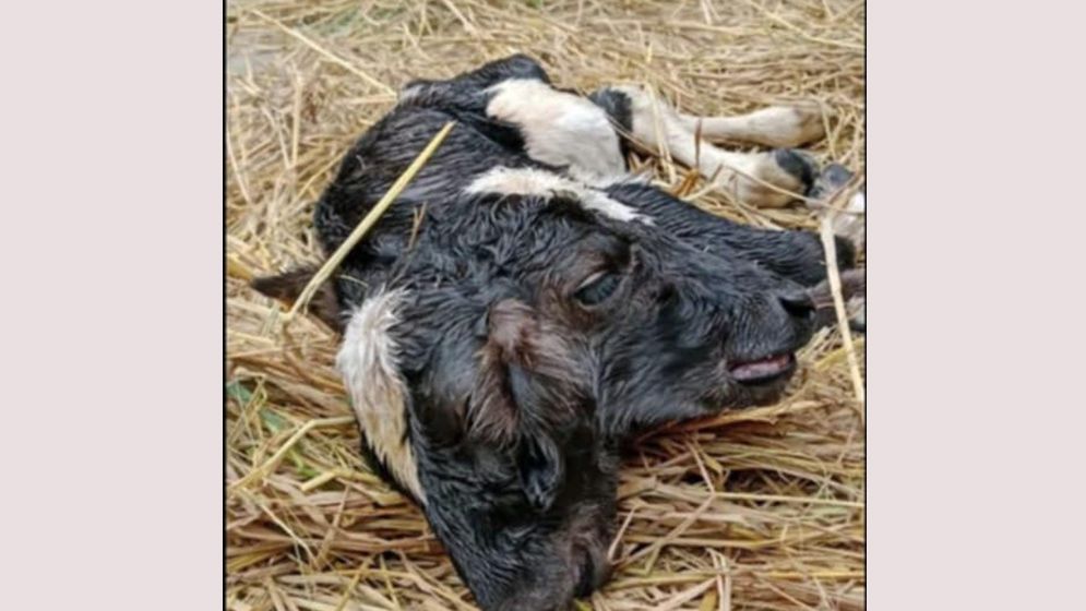 দুই মাথার অদ্ভুত ছাগলের বাচ্চা প্রসব