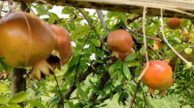 বাগানে থোকায় থোকায় আনার