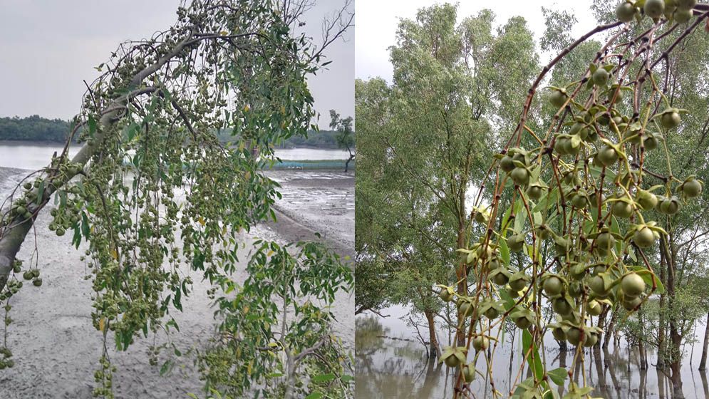 সুন্দরবনের গাছে গাছে শোভা পাচ্ছে বুনো ফল কেওড়া