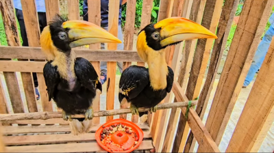 বান্দরবানে ২টি ধনেশ পাখি উদ্ধার