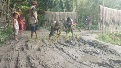 কাউনিয়ায় সড়কে ধানের চারা লাগিয়ে প্রতিবাদ