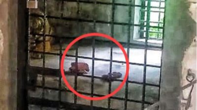 চকরিয়া সাফারি পার্কে যুক্ত হলো তিন আফ্রিকান বাঘ