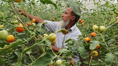 বাঁশঝাড় আর রাস্তার ধারে পরিত্যক্ত বেগুন গাছে পাকা টমেটো