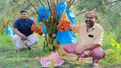 ভালুকার বাগানে সৌদির খেজুর