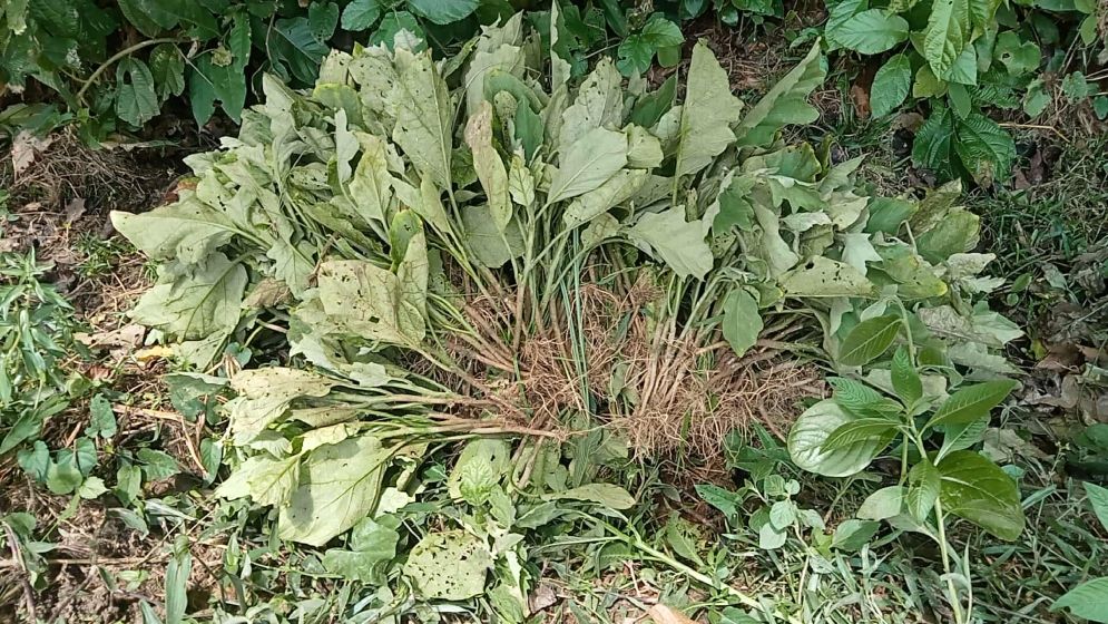 ছবি: যুগান্তর