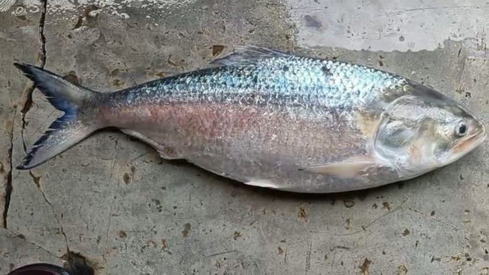 ছয় হাজার টাকায় বিক্রি হলো এক ইলিশ