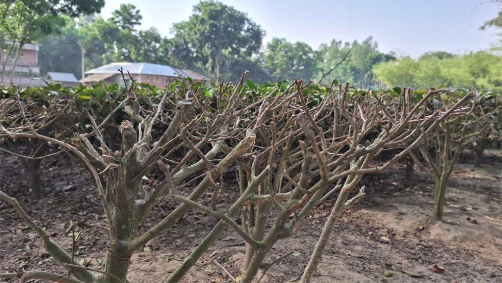 খরার প্রভাবে বাড়ছে গাছের মৃত্যু