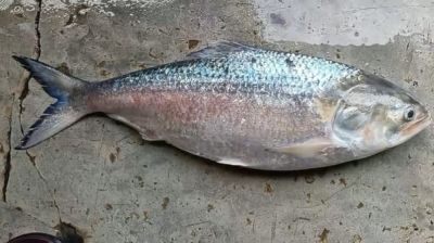 ছয় হাজার টাকায় বিক্রি হলো এক ইলিশ