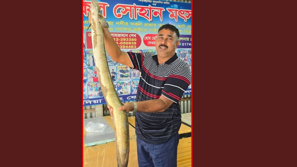 বাঙ্গস মাছটি। ছবি: যুগান্তর