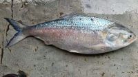 ছয় হাজার টাকায় বিক্রি হলো এক ইলিশ