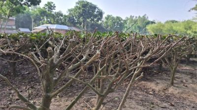 খরার প্রভাবে বাড়ছে গাছের মৃত্যু