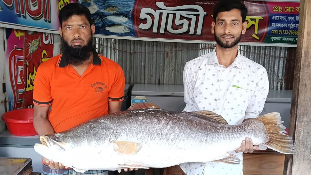 সেই আলামিনের জালে এবার ২৪ কেজির কোরাল, বিক্রি হলো কত টাকায়?