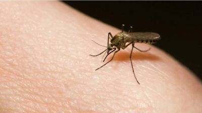 মশা মারলে কি নামাজ ভেঙে যাবে?