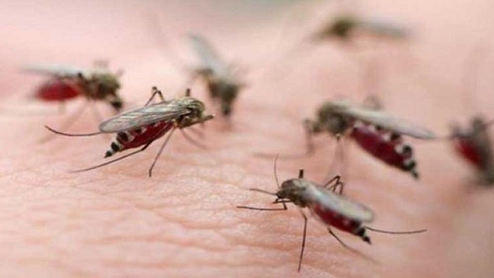 বিশ্ব মশা দিবস আজ