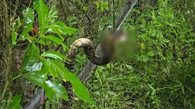 ঘরের পাশে জালে আটকা ৪ ফুট বিষধর পদ্মগোখরো