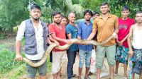 ধানখেতে আটকা পড়ে ১০ ফুট লম্বা অজগর