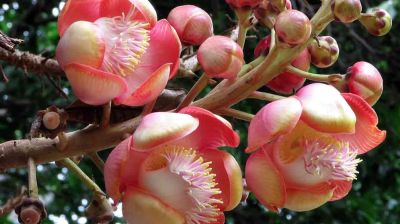 কিশোরগঞ্জেও দেখা মিলল দুর্লভ ফুল নাগলিঙ্গম