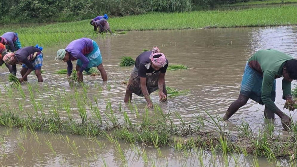 ক্ষত এখনো শুকায়নি, বন্যার শঙ্কা নিয়েই ফের স্বপ্ন বুনছেন কৃষকরা