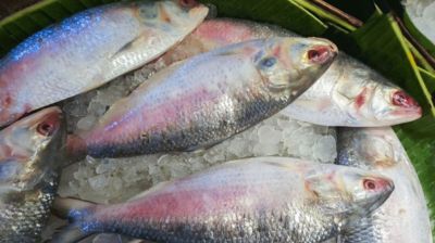 বাজারে পর্যাপ্ত ইলিশ, তবুও সংকট