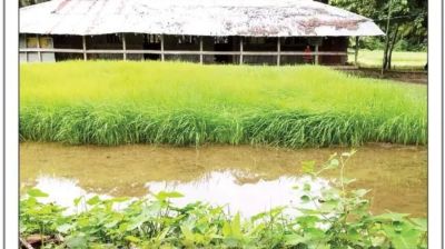 স্কুলের মাঠে প্রধান শিক্ষকের ধান চাষ