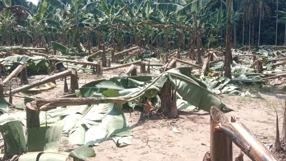 পুঠিয়ায় পাঁচ শতাধিক কলাগাছ কেটে ফেলল দুর্বৃত্তরা