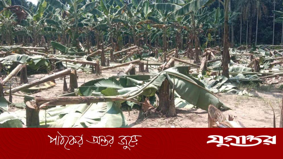 পুঠিয়ায় পাঁচ শতাধিক কলাগাছ কেটে ফেলল দুর্বৃত্তরা