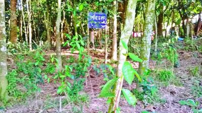 এবার কাপাসিয়ায় চা চাষ