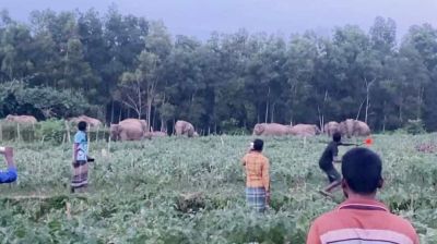 লোকালয়ে বন্যহাতির দল, উৎসুক মানুষের ভিড়